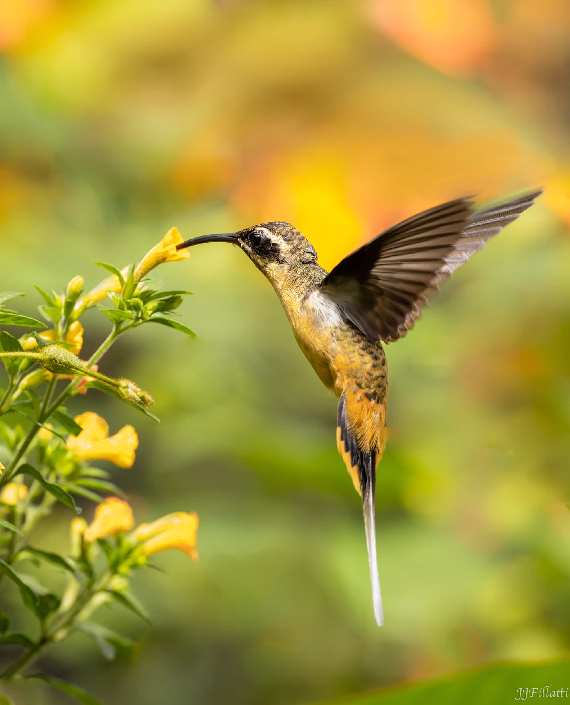 bird of colombia image 72